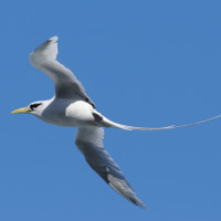 White-tailed Tropicbird